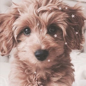 Meet your Posher, Trinity